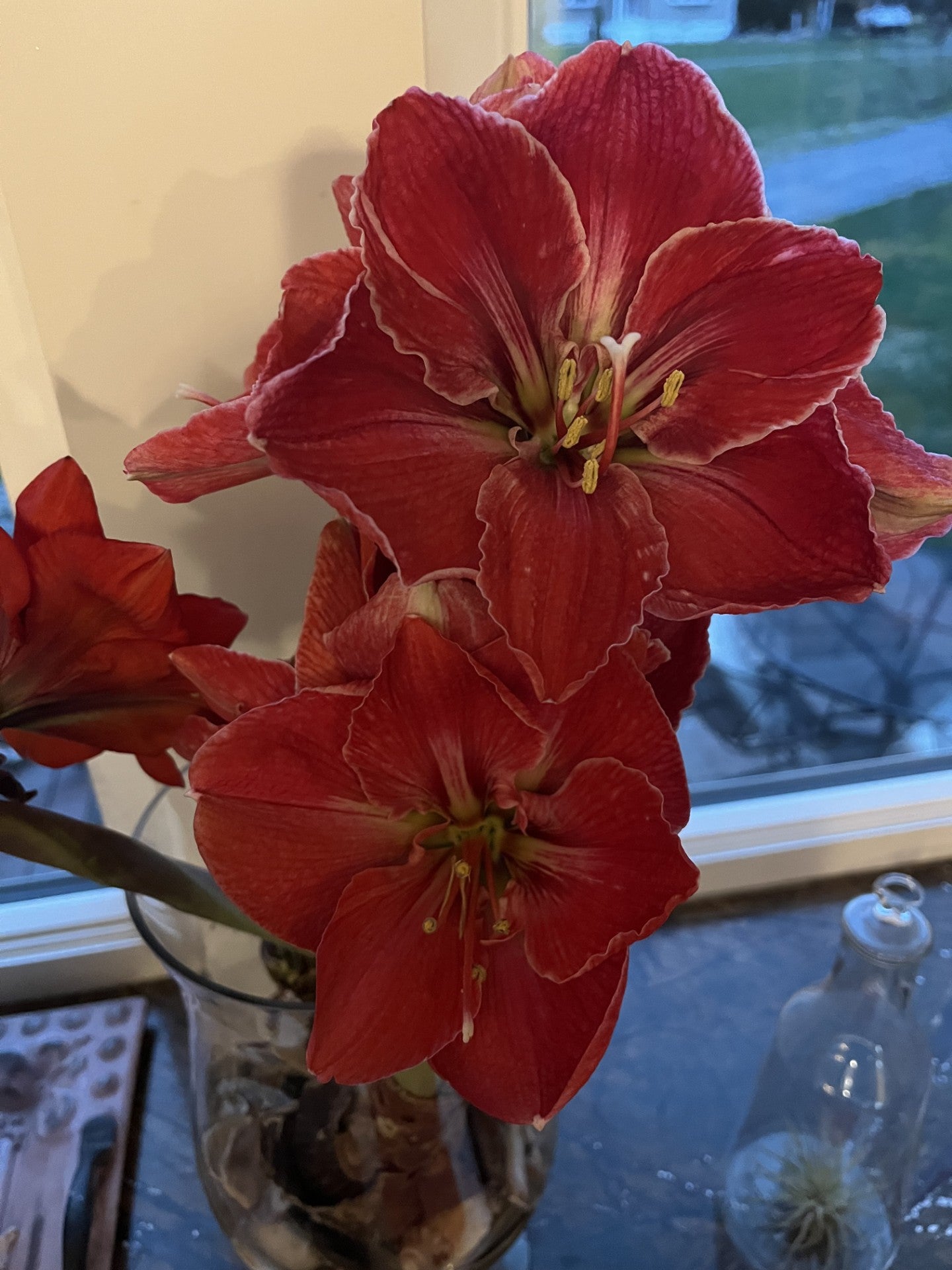 Love Bulb - Potted Amaryllis