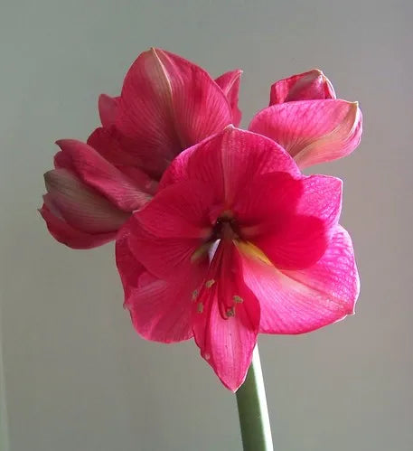 Love Bulb - Potted Amaryllis