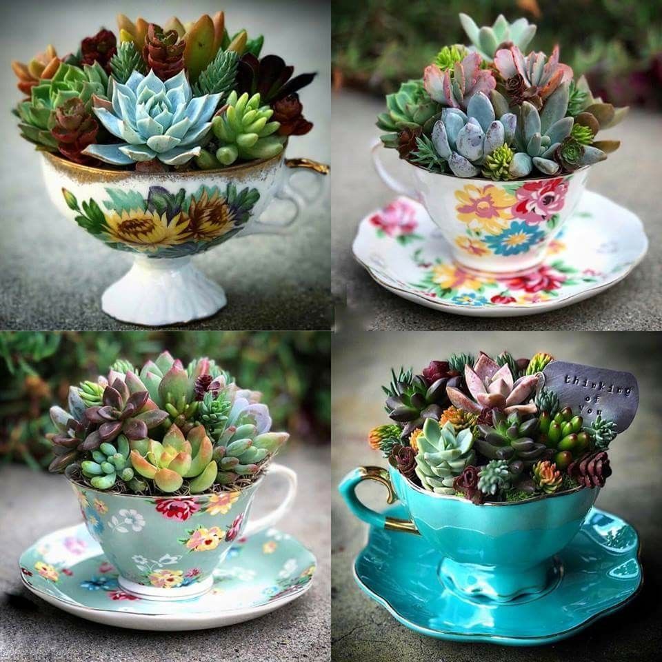 Teacup Succulent Workshop